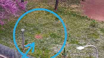 Ladri di alberi al parco Falcone e Borsellino: rubato l'ulivo piantato dai cittadini