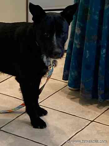 Scott Rochat: Rochat, Can You See? Holmes is on the case - Longmont Times-Call