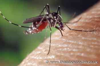 Scientists reveal why mosquitoes are attracted to human scent