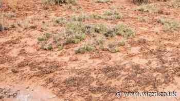 The Desert’s Fragile Skin Can’t Take Much More Heat