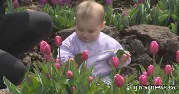First Armstrong Tulip Festival blooms in North Okanagan - Global News