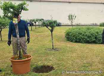 Un frutteto a Monza fuori dal carcere - Mi-Tomorrow
