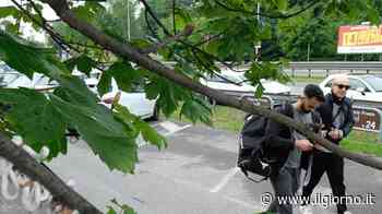 Dalla Cina il vampiro delle piante: allarme a Monza - IL GIORNO