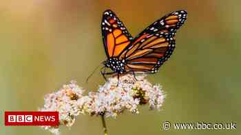 The return of California's butterflies
