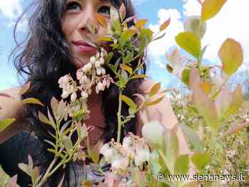 Dal Paraguay alle terre di Siena per amore e con un’idea: produrre vino sull’Amiata. Ecco la st... - Siena News