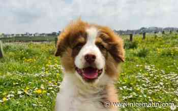 Un appel à témoins pour retrouver un adorable chiot volé sur une plage bretonne dépasse le million de vues