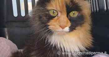 Sos per Morgana: chi le trova una casa? - Gazzetta di Parma