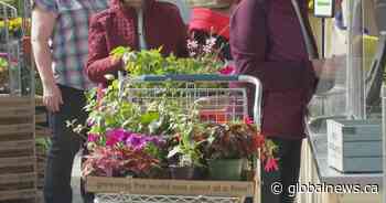 Tips and tricks for gardening in Lethbridge - Global News