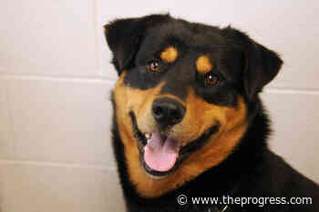 VIDEO: Find Me My Furever Home – Ricky at the Chilliwack SPCA – Chilliwack Progress - Chilliwack Progress