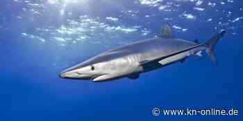 Hai wird an Badestrand auf Mallorca angespült