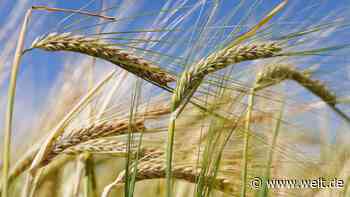Weltkonzerne gegen kleine Brauereien – das steckt hinter dem Patentstreit ums Bier