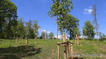 Biodiversität: Das Arboretum in Tauberbischofsheim wurde erneuert und erweitert - Main-Post