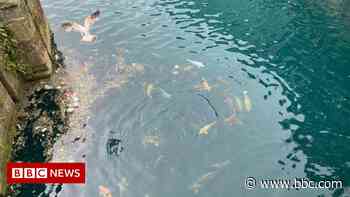 Hull Princes Quay: Health warning over feeding pasties to fish - BBC