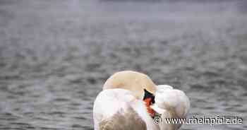 Verletzten Schwan gerettet - Mannheim - Rheinpfalz.de
