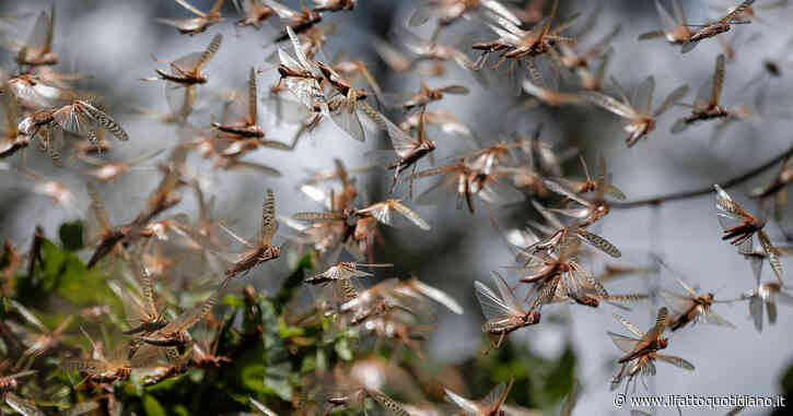 Sardegna, milioni di cavallette sull’isola: “Situazione fuori controllo. Colpiscono i campi e lasciano il deserto dietro di loro”
