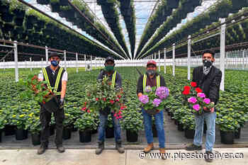Gardeners: Get your garden glowing with a visit to this Red Deer greenhouse! - Pipestone Flyer