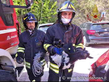 I Vigili del Fuoco salvano una capretta ad Atripalda finita in una scarpata - Atripalda News