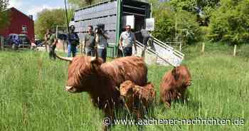 Naturschutz in Aachen: Schottische Hochlandrinder grasen jetzt im Indetal