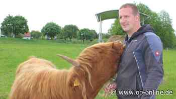 schottische hochlandrinder zucht erlensee moritz schultheis highlands - op-online.de