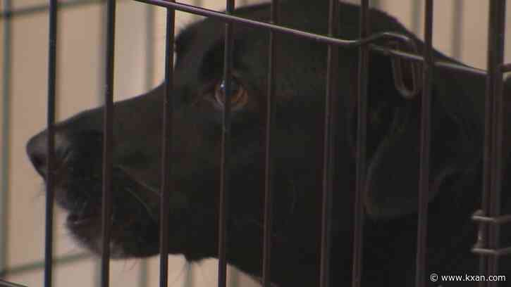 Austin Animal Center seeking fosters during heat wave