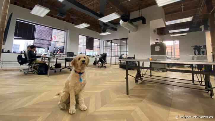 Calgary businesses see ‘paw-tential’ in allowing pets at work