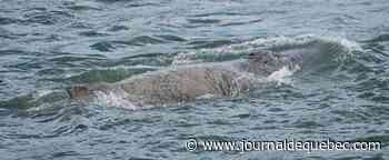 Deux ans après la mort de la baleine à bosse, un rorqual aperçu à Montréal