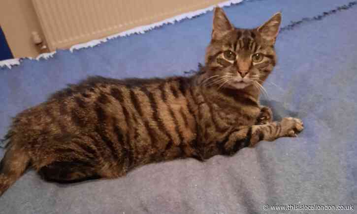 Do you want to adopt a cat today? - By Mahi Patel BWHS