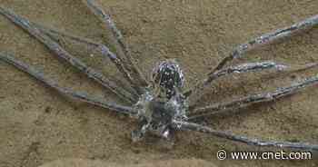 This Wily Spider Can Hide Out Underwater for a Whopping 30 Minutes     - CNET