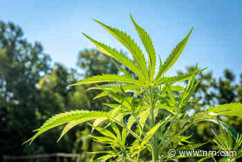 Flavor of the Week: Hemp, the pot-adjacent ingredient
