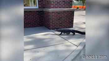 VIDEO: Alligator seen roaming around North Carolina Bojangles