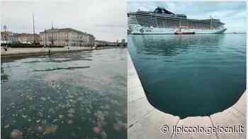 Trieste, le meduse si sono allontanate dalle Rive - Il Piccolo