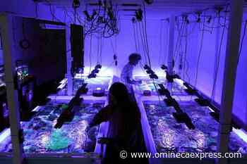 Coral reefs provide stunning images of a world under assault - Omineca Express