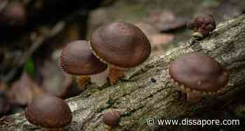 Brindisi, raccolgono e mangiano funghi velenosi: grave coppia di coniugi - dissapore