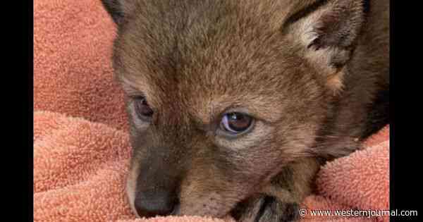 Family Saves Puppy Abandoned on Side of Busy Road but Soon Realize Their Dangerous Mistake
