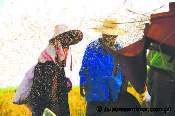 DA to resume distribution of cash aid to rice farmers | Jasper Y. Arcalas - BusinessMirror