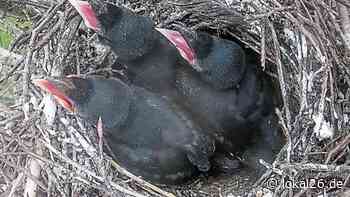 Medienstar Mathilde: Spannende Einblicke ins Krähennest im Schlosspark Jever - Lokal26