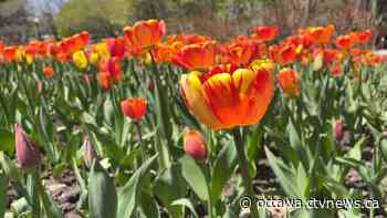 Tulip Festival: Annual Ottawa festival returns with in-person events and a royal visit | CTV News - CTV News Ottawa