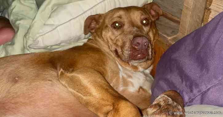 Couple Wakes Up to Find a Dog Snuggled Up In Their Bed: 'THIS IS NOT OUR DOG'