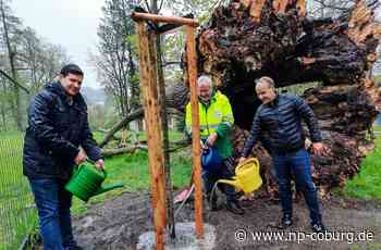 Nach Sturm in Coburg - Was aus der gefällten Linde im Hofgarten wird - Neue Presse Coburg