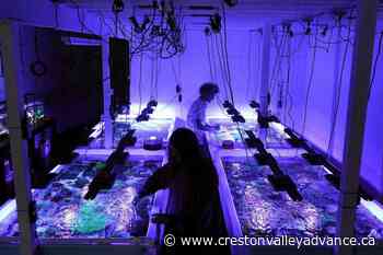 Coral reefs provide stunning images of a world under assault - Creston Valley Advance