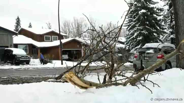Overnight snowfall damages trees and covers gardens