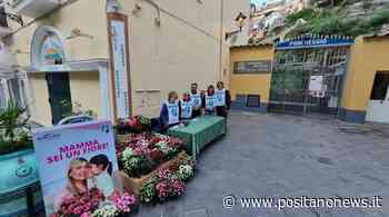 Positano, l'azalea dell'Airc torna in piazza per la Festa della mamma - Positanonews - Positanonews