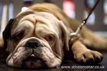 Plans for tougher court sentencing guidance on animal cruelty cases - St Helens Star