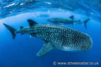 Endangered whale sharks face significant threat from shipping – study - St Helens Star