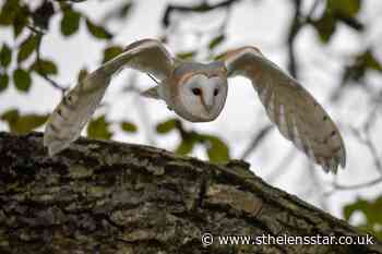 Certain bats deter predators by buzzing like hornets, study suggests - St Helens Star