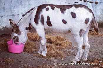 Thousands of donkey skins listed for sale online - St Helens Star