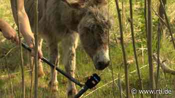 Griesheim: Gegen Maikäferplage - Esel Beppo und seine sieben Freunde retten den hessischen Wald - RTL Online