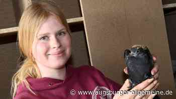 "Geburtenkontrolle" für Tauben: Tierschützer richten neuen Taubenschlag ein