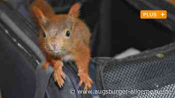 Neu-Ulm: Neu-Ulmerin päppelt in Not geratene Eichhörnchen liebevoll auf | Neu-Ulmer Zeitung - Augsburger Allgemeine