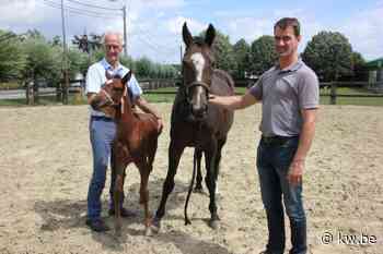 Paardenprijskamp in Pittem gaat na jaar onderbreking weer door: “Online handel nam toe” - KW.be